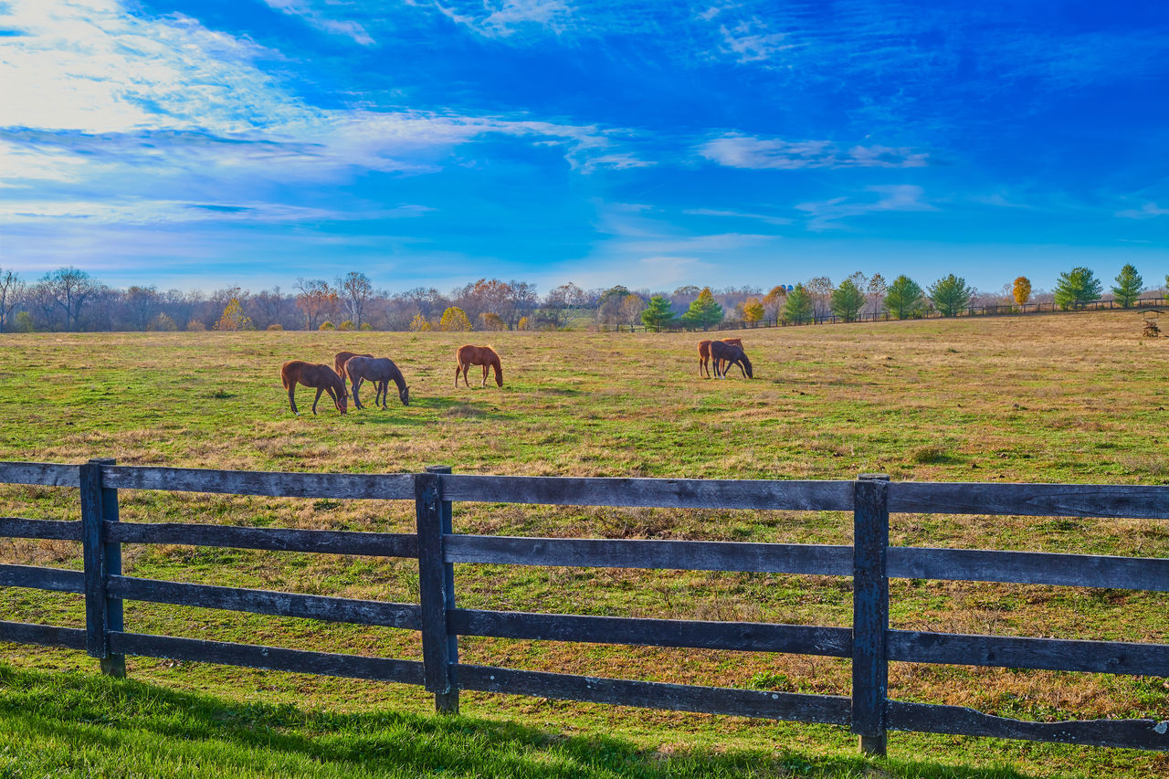 HORSES ON FIELD