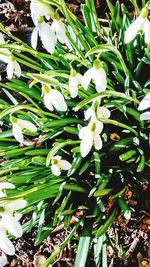 Close-up of fresh green plant