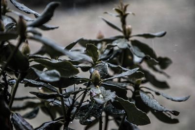 Close-up of flowering plant leaves