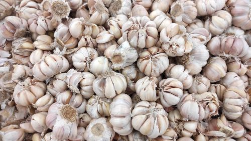 Full frame shot of seashells