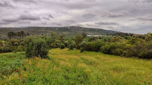 Scenic view of field against sky