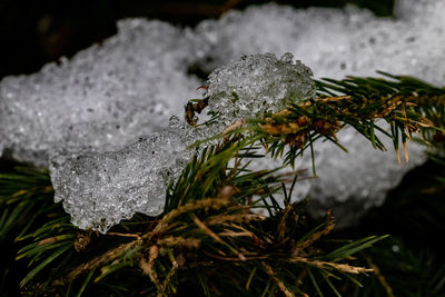 Close-up of frozen plant during winter