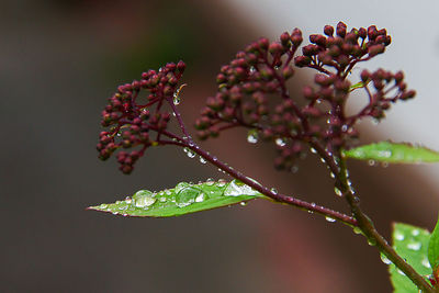 Close-up of water drops on flowers