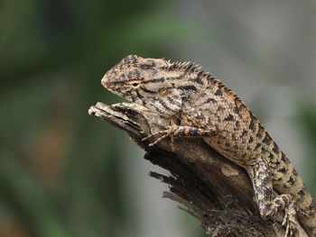 Close-up of lizard on branch