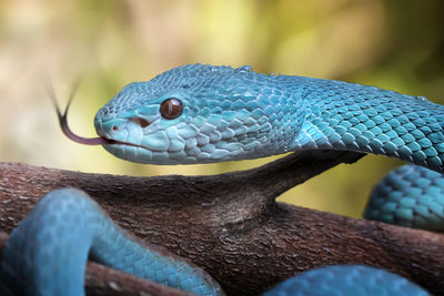 Close up of the exotic and venomous viper snake blue insularis - animal reptile photo series