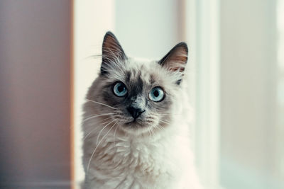 Portrait of a cat with blue eyes looking into the camera. close-up