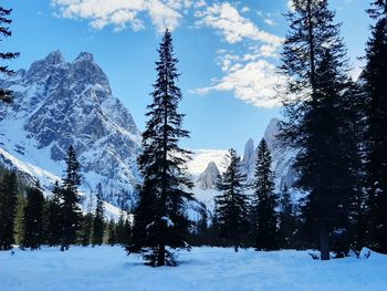 Trees on snow covered land against sky