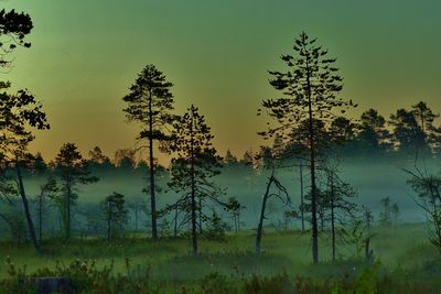 Silhouette trees on field against sky at sunset