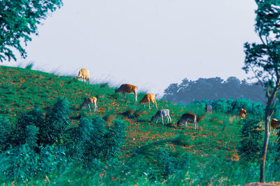 View of sheep on field against sky