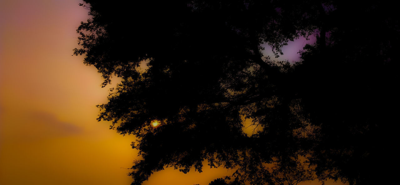 LOW ANGLE VIEW OF SILHOUETTE TREE AGAINST SKY DURING SUNSET