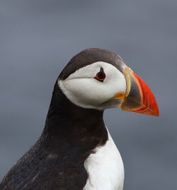 Close-up of a puffin against the sky