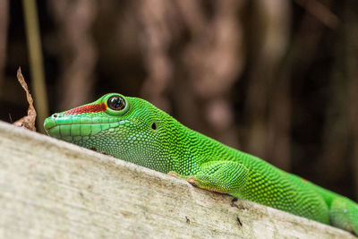 Close-up of green lizard