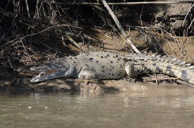 Close-up of crocodile on riverbank