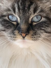 Close-up portrait of a cat