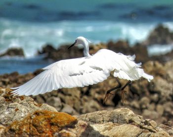 White bird flying over rock