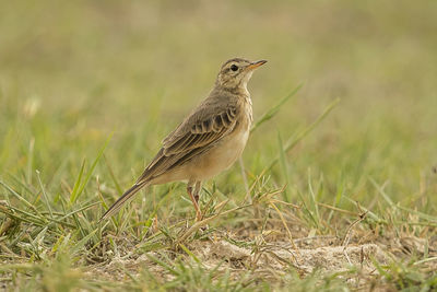 Close-up of bird perching on grass