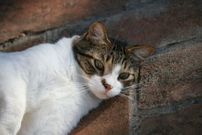 Close-up portrait of a cat looking away