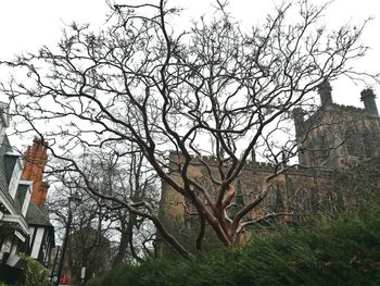 Low angle view of bare tree against sky