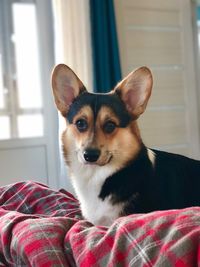 Close-up portrait of a dog on bed at home