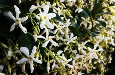 Close-up of white flowers
