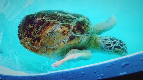 Sea turtle in swimming pool