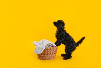 Close-up of dog against yellow background