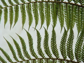 ferns and horsetails