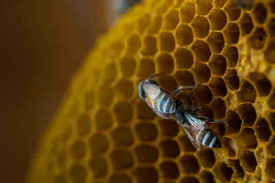 Close-up of bee on leaf