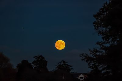 Low angle view of moon in forest against sky at night