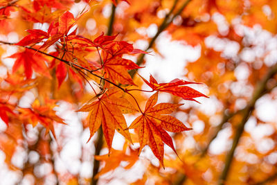 Low angle view of maple leaves on tree during autumn