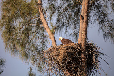 Low angle view of bird perching on tree against sky