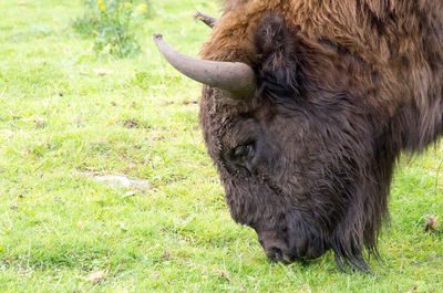 Close-up of horse grazing on field