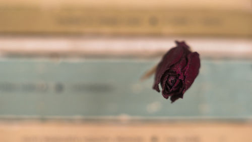 Close-up of wilted flower