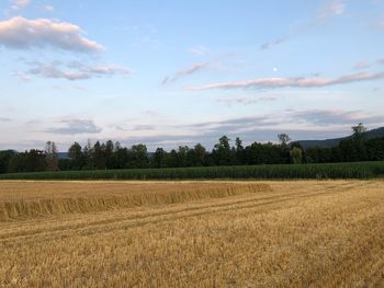 Scenic view of agricultural field against sky