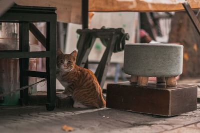 Portrait of a cat sitting on table