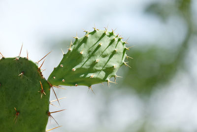 Close-up of prickly pear cactus