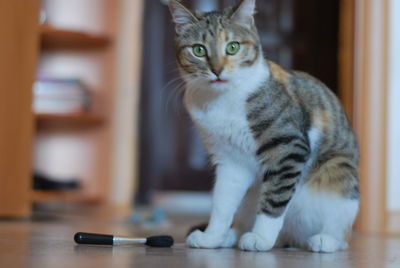 Cat sitting on table at home