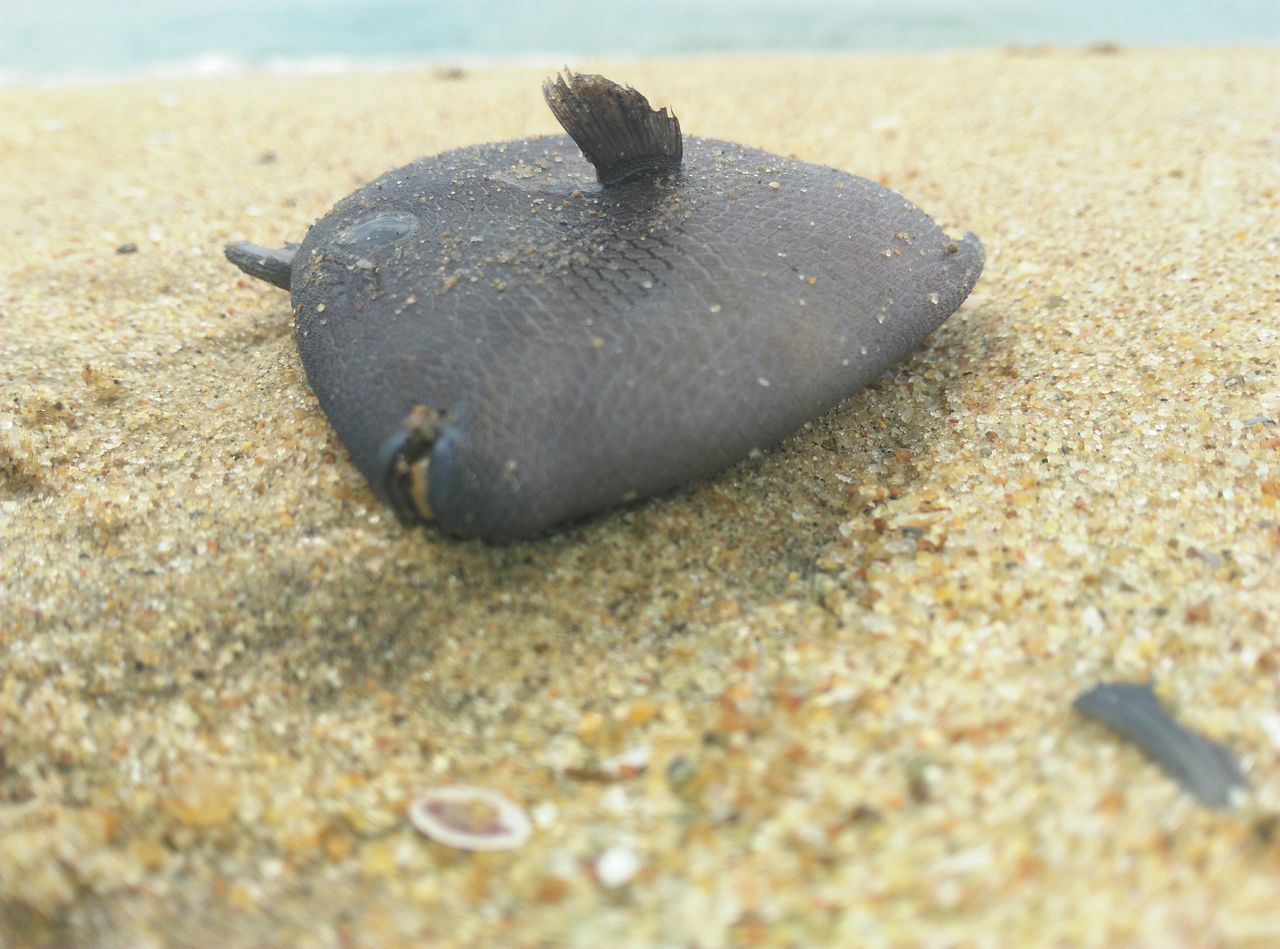 sand, beach, one animal, animal themes, animals in the wild, animal shell, close-up, wildlife, selective focus, shore, shell, seashell, snail, nature, surface level, day, ground, no people, outdoors, sunlight