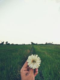 Close-up of hand holding white flowers on field