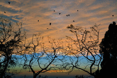 Silhouette of birds flying against sunset sky