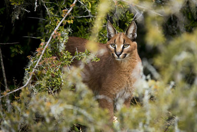 Portrait of caracal on field