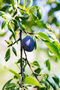 Close-up of berries growing on tree