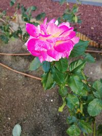 Close-up of pink flower blooming outdoors