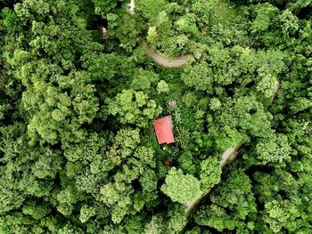 High angle view of plants growing in forest