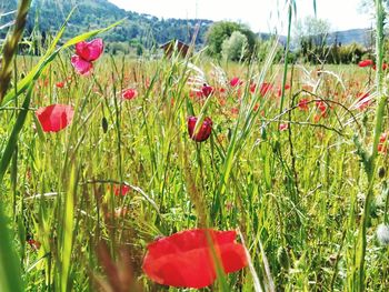 Red poppy flowers blooming on field