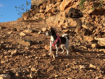 Dog standing on rock