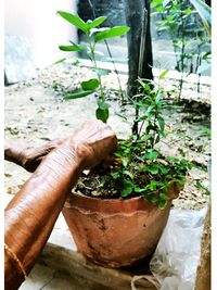 Close-up of potted plant