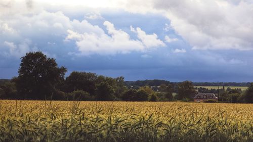 Scenic view of agricultural field against sky