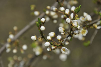 Close-up of white flowering plant
