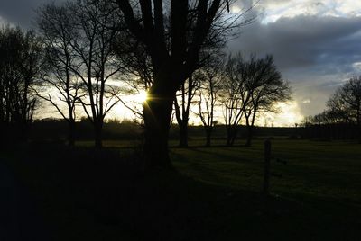 Bare trees on field at sunset